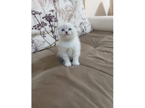 Minik scottish fold yavrum