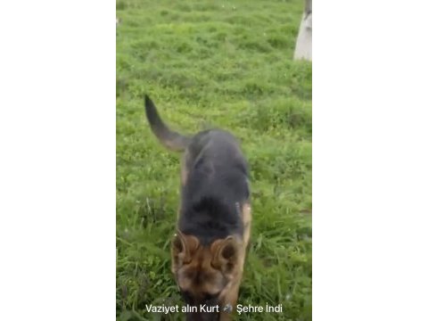 Eğitimli şahsi köpeğim