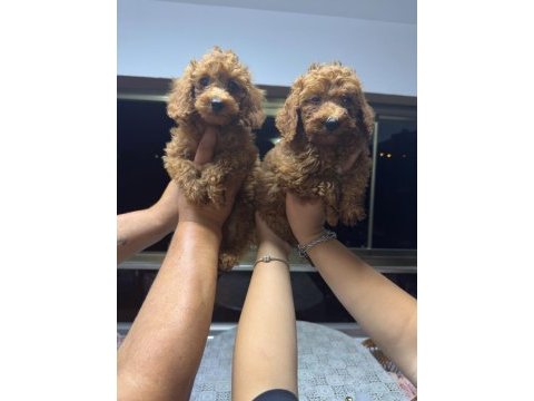 Toy poodle bebekler