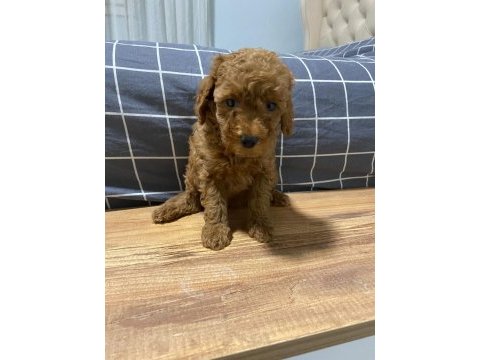 Uygun puan poodle yavrularımız