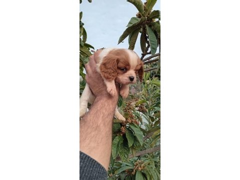 Cavalier king charles yavruları