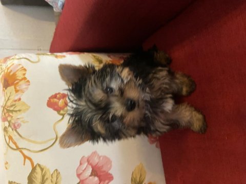 Safkan sıfır numara yorkshire terrier köpekler