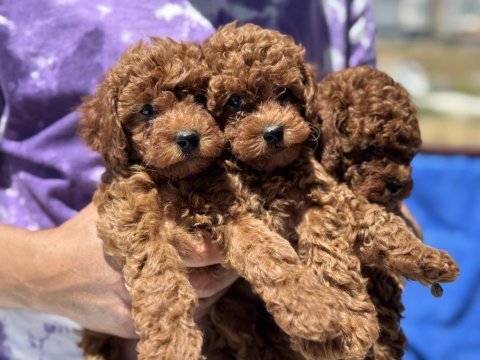 Yasal ruhsatlı çiftlikden minyatür poodle