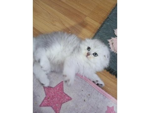 Highland (longhair) safkan kediler catteryden