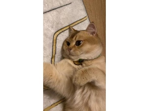 Erkek kedi eş ilanı