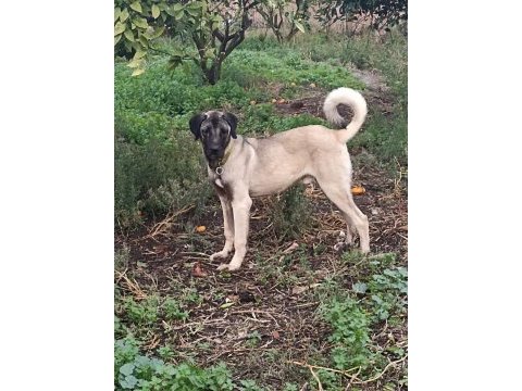 İzmir köpekler