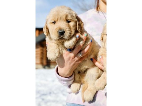 Golden retriever yavrular canlı görerek alabilirsiniz