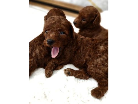 Toypoodle yavrularımız 