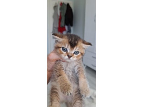 Black golden bebek kedimiz teslime hazır