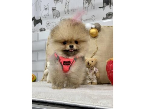 Minik teddy bear pomeranian kızımız