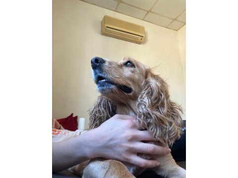 Tatlı kızımız english cocker