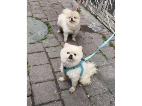 Pomeranian boo 1 yaşında