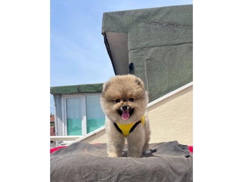 Karbeyaz pomeranian boo