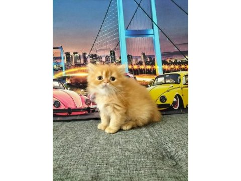 British longhair red erkek