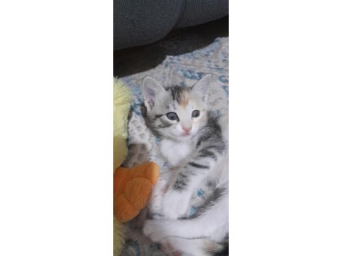 Nami'nin yavrularına yuva arıyoruz