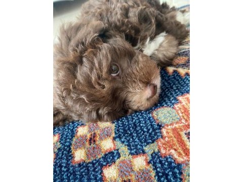 Güzel maltipoo oğlumuza eş arıyoruz