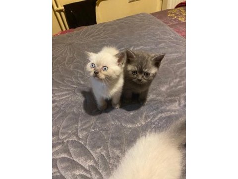 Uyguna ev ortamında bakılmış british shorthair