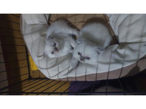 Yavru scottish fold kedilerim