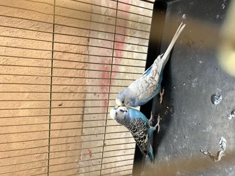 Jumbo muhabbet kuşu takım