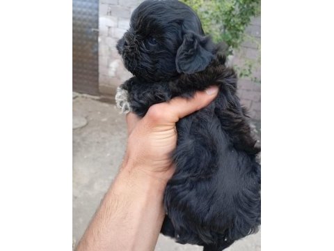 Nadir siyah maltipoo show