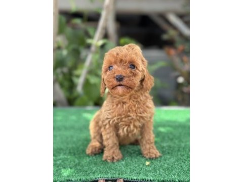 Exotıc pet club’dan wc eğitimli poodle yavruları