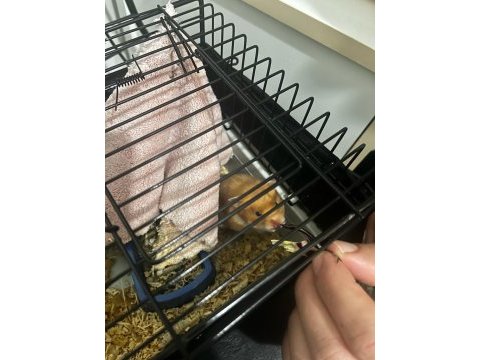 Syrian hamster
