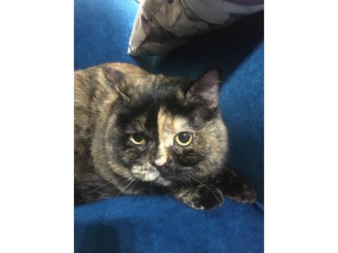 Acil ücretsiz sahiplendirme british shorthair