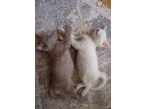 Safkan british shorthair bebekler - renk renk