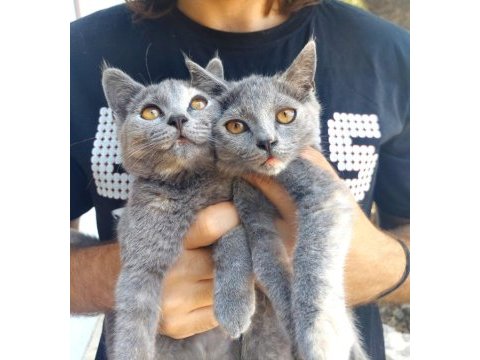 Skotish fold ve british shorthair yavrular 3 aylık