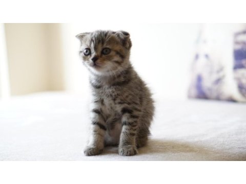 Veteriner kontrollü 45 günlük scottish fold yavrular