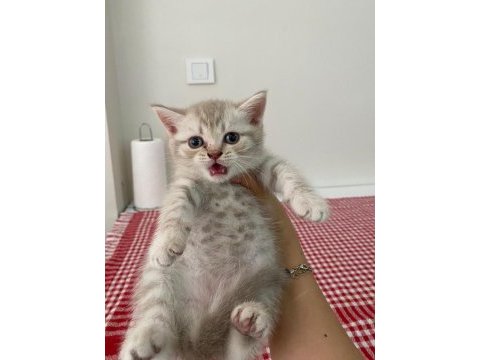 British shorthair yavru