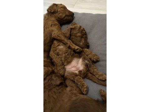 Toy poodle köpeklerimiz