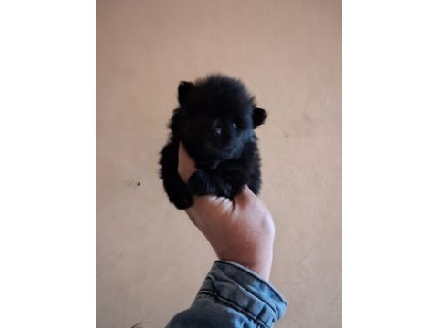 Pomeranian boo bebeklerimiz yeni yuvalarını arıyorlar