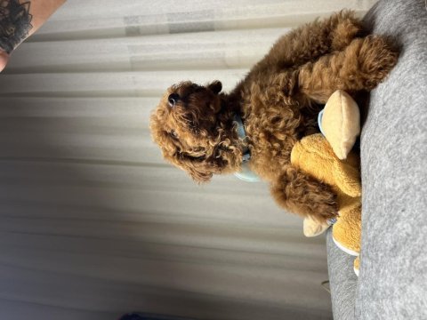 Poodle yavrumuz