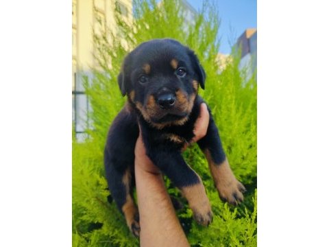 A kalite rottweiler yavruları
