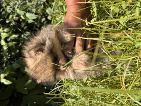 Sevimli ayı surat pomeranian boo