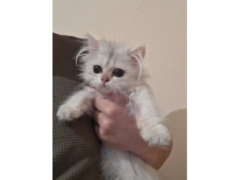 British longhair dişi safkan