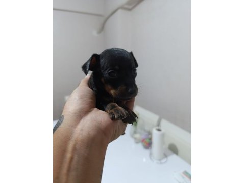Erkek dişi pinscher yavrularımız