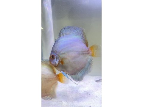 Çift discus eşler balıklar