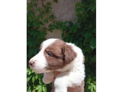 Teslime hazır border collie yavrular