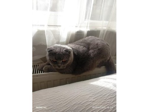 Prenses scottish fold kedimiz duman