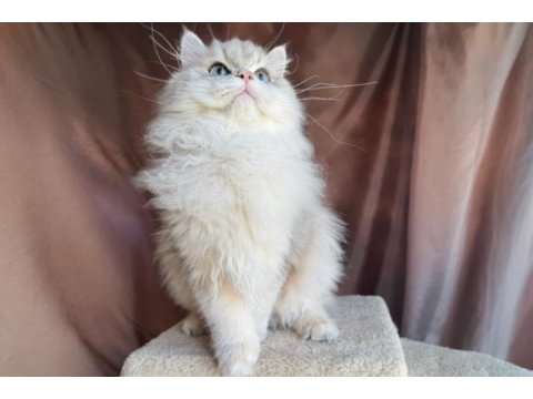 Gri british longhair yakışıklı