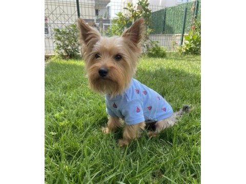 Çok uyguna full aşılı köpeğimiz