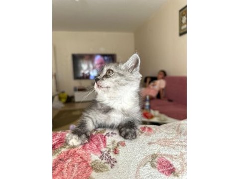 2.5 3 aylık british shorthair chinchilla yavrusu