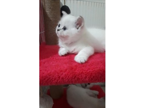 Pamuk şekerlerim british shorthair