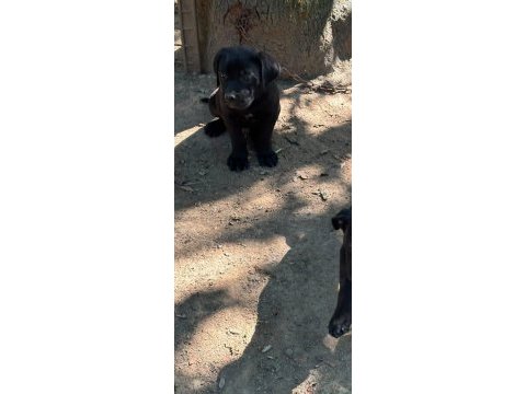 Orjinal cane corso yavru