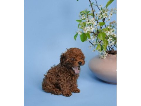 Irk garantili toy poodle yavruları