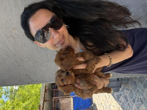 Maltipoo yavrularım sağlık ve ırk garantilidir