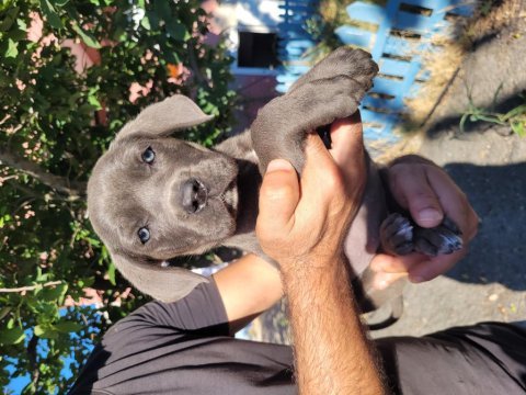 Cane corso
