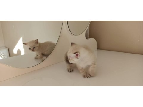 Dişi british shorthair kedisi